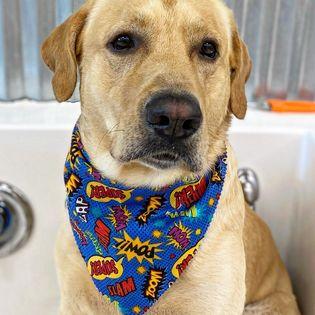 Dog Wash Service Gallery | Muddy Marley's Dog Wash