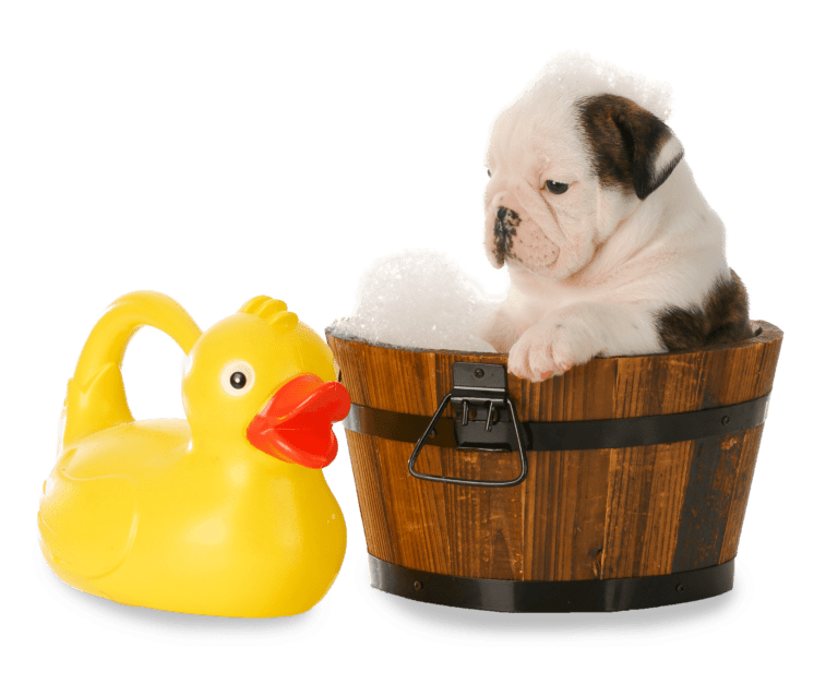 Quality Pet Care Dog Wash Service Muddy Marley's Dog Wash